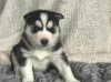 Photo №1. siberian husky - for sale in the city of Неймеген | Is free | Announcement № 123939