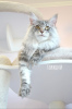 Photo №1. maine coon - for sale in the city of St. Petersburg | negotiated | Announcement № 8876