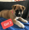 Photo №3. Akita puppies. United States