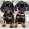 Photo №1. dachshund - for sale in the city of Stockholm | 359$ | Announcement № 13395