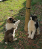 Photo №2 to announcement № 36966 for the sale of american akita - buy in Serbia 