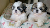 Photo №1. shih tzu - for sale in the city of Helsinki | negotiated | Announcement № 108671