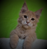 Photo №4. I will sell maine coon in the city of Sevastopol. from nursery - price - 256$