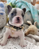 Photo №2 to announcement № 64572 for the sale of french bulldog - buy in Germany private announcement