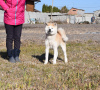 Photo №1. akita - for sale in the city of Cherkassky Bishkin | negotiated | Announcement № 12733