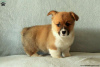 Photo №1. welsh corgi - for sale in the city of Cholargos | 296$ | Announcement № 63543