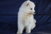 Photo №4. I will sell samoyed dog in the city of Kraljevo. breeder - price - negotiated