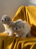 Photo №1. maltese dog - for sale in the city of Berlin | negotiated | Announcement № 115866