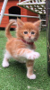 Photo №2 to announcement № 121785 for the sale of maine coon - buy in Spain private announcement