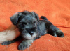 Photo №2 to announcement № 99355 for the sale of standard schnauzer - buy in Serbia 
