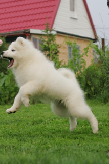 Photo №2 to announcement № 4085 for the sale of samoyed dog - buy in Russian Federation from nursery, breeder