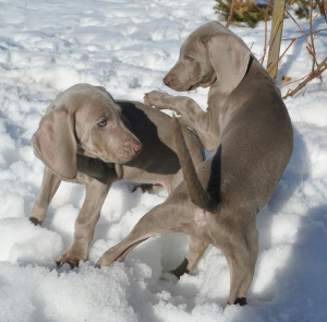 Photo №2 to announcement № 1845 for the sale of weimaraner - buy in Russian Federation from nursery