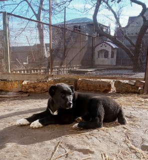 Photo №4. I will sell non-pedigree dogs in the city of Odessa. private announcement - price - 500$