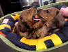 Photo №3. Little dachshunds are looking for loving owners. Ukraine