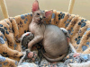 Photo №2 to announcement № 114679 for the sale of sphynx-katze - buy in France private announcement