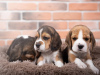 Photo №3. Healthy cute Beagle puppies available now for sale. Germany