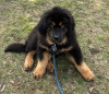 Photo №4. I will sell tibetan mastiff in the city of Ohio. from the shelter - price - 1000$