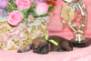 Photo №2 to announcement № 10083 for the sale of cairn terrier - buy in Russian Federation from nursery