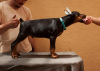 Additional photos: Doberman puppies