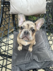 Photo №4. I will sell french bulldog in the city of Berlin. breeder - price - 528$