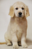 Photo №2 to announcement № 17897 for the sale of golden retriever - buy in Ukraine from nursery, breeder