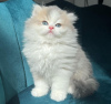 Photo №2 to announcement № 104320 for the sale of ragdoll - buy in United States private announcement