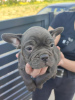 Additional photos: french bulldog puppies for sale