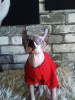 Photo №4. I will sell sphynx cat in the city of Kharkov. breeder - price - 600$