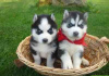 Photo №1. siberian husky - for sale in the city of Väike-Maarja | negotiated | Announcement № 65572