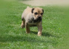 Photo №4. I will sell boerboel in the city of Belgrade. breeder - price - negotiated