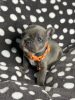 Photo №2 to announcement № 93435 for the sale of french bulldog - buy in United States private announcement