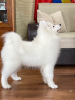 Photo №1. samoyed dog - for sale in the city of Bryansk | 621$ | Announcement № 20561