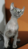 Photo №1. sphynx cat - for sale in the city of Dubai | 1000$ | Announcement № 19419