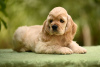 Photo №1. american cocker spaniel - for sale in the city of Odessa | 637$ | Announcement № 20863