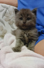 Photo №2 to announcement № 54850 for the sale of maine coon - buy in Russian Federation from nursery