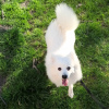 Photo №4. I will sell japanese spitz in the city of Dnipro. from nursery - price - 176$