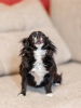 Photo №2 to announcement № 105366 for the sale of chihuahua - buy in Germany breeder