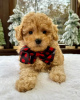 Photo №2 to announcement № 123239 for the sale of labradoodle - buy in United Kingdom private announcement