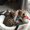 Additional photos: ocelot, serval and caracal kittens available