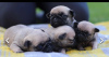 Photo №1. pug - for sale in the city of Москва | Is free | Announcement № 34508