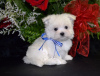 Photo №2 to announcement № 58273 for the sale of maltese dog - buy in Malta 