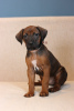 Photo №2 to announcement № 18595 for the sale of rhodesian ridgeback - buy in Belarus from nursery