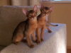 Photo №2 to announcement № 10327 for the sale of abyssinian cat - buy in Belarus breeder