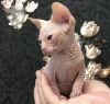 Photo №1. sphynx cat - for sale in the city of Brownsville | 420$ | Announcement № 84372