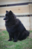 Photo №4. I will sell german spitz in the city of Warsaw. from nursery - price - 1057$