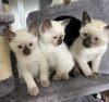 Photo №1. siamese cat - for sale in the city of Berlin | Is free | Announcement № 125372