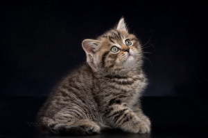 Additional photos: British kittens - chic girl black spot