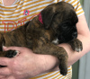 Photo №3. european boxer puppies for sale. Netherlands