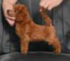 Photo №1. poodle (toy) - for sale in the city of Belgrade | negotiated | Announcement № 113472