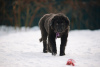 Photo №1. buryat-mongolian wolfhound - for sale in the city of Наро-Фоминск | 781$ | Announcement № 37073